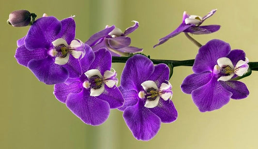 Orchids: A History of Elegance and Intrigue - Floral Fashion Boutique