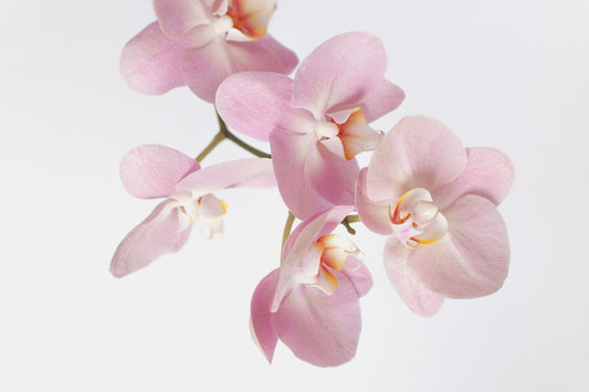 How to keep your orchids alive - Floral Fashion Boutique