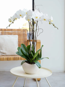 4 orchids