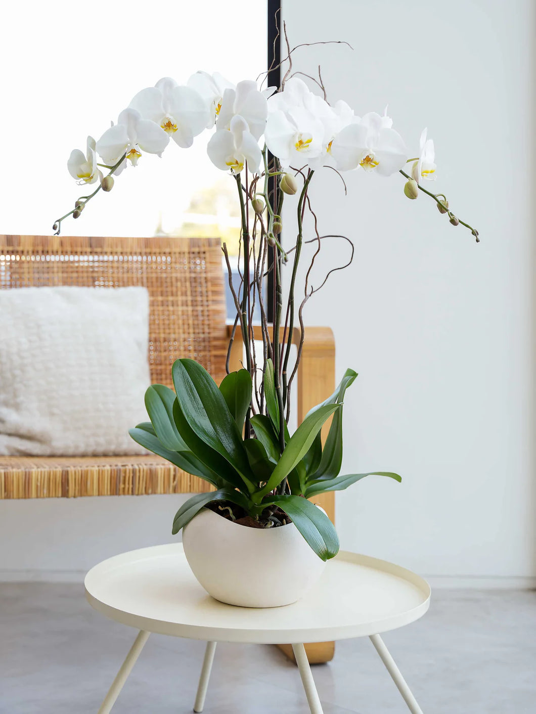 4 orchids