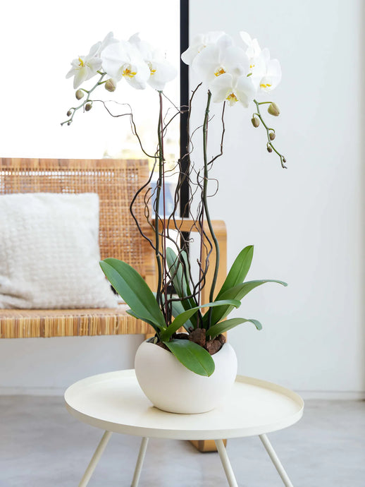 2 orchids - Floral Fashion Boutique