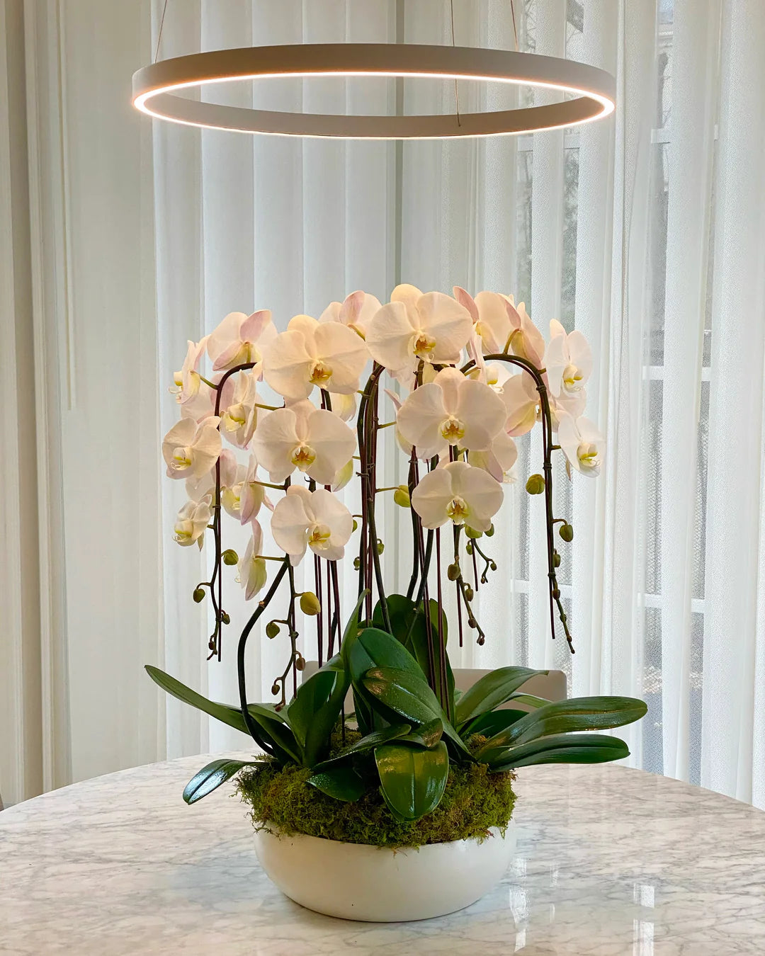6 orchids - Floral Fashion Boutique